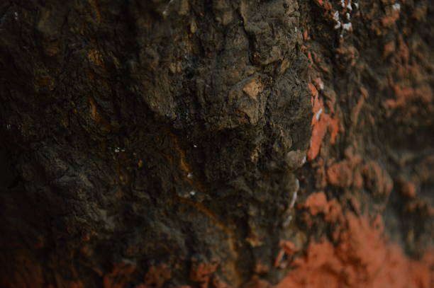 Close-up shot of a tree trunk showcasing its rough bark texture and natural details, with shadows cast across its surface.