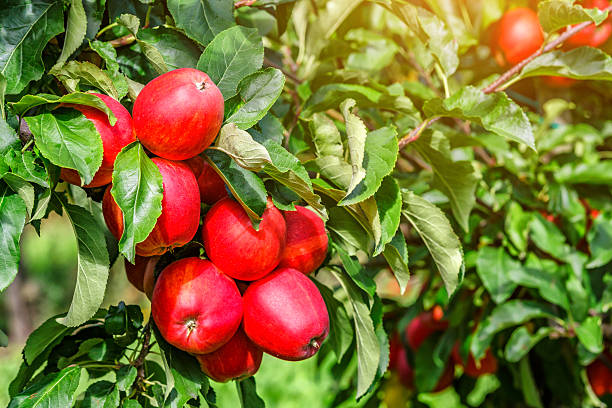 istock Red apples on a tree.Ripe Apples in the Apple Orchard before Harvesting. Apple orchard. Basket of Apples.Morning shot 2208096782