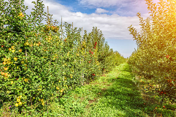 istock Apple orchard with red ripe apples on branches.Two rows of apple trees full of fruit seen under a blue sky nearly ready for picking.Apple orchard.Morning shot 2208096914