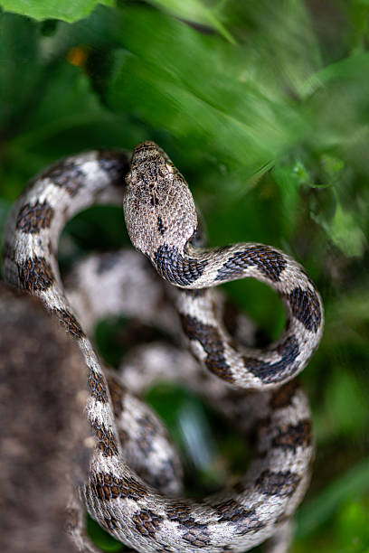 istock Rat Snake, Elaphe sauromates 2208098238