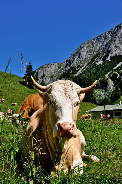 istock Alpine Cow Resting on Lush Meadow with Granite Mountain Peak 2208098275