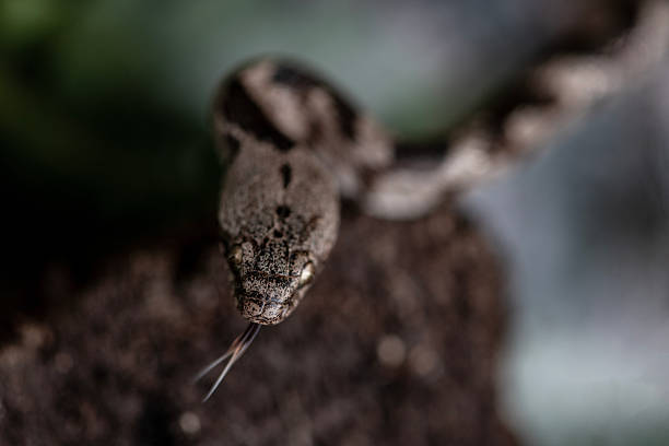 Smiling boy holding python in his hands.