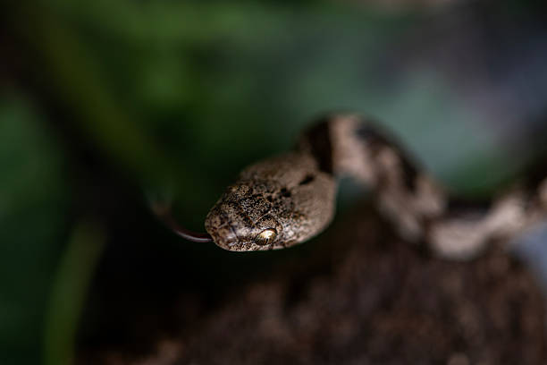 istock Rat Snake, Elaphe sauromates 2208098370