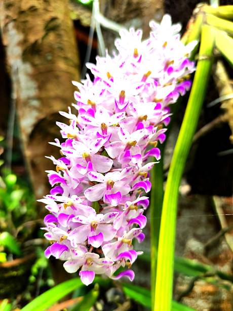 istock Close-Up of White and Pink Orchids with Spider Thread 2208098386