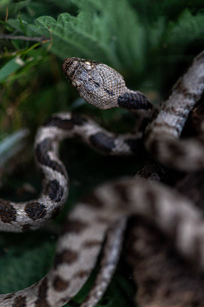 istock Rat Snake, Elaphe sauromates 2208098950