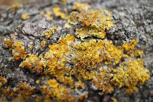 istock Yellow lichen on the bark of a tree. 2208098954