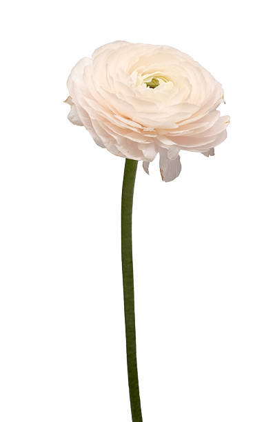 istock buttercup pink ranunculus powdery flower 2208098966