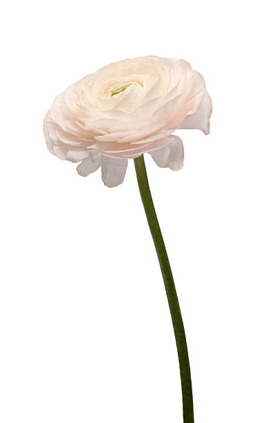 istock buttercup pink ranunculus powdery flower 2208098974