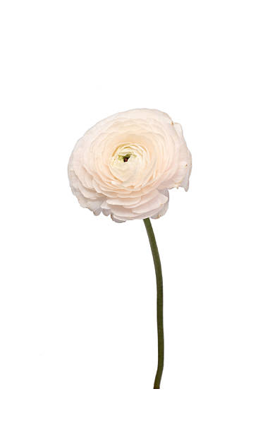 istock buttercup pink ranunculus powdery flower 2208098975