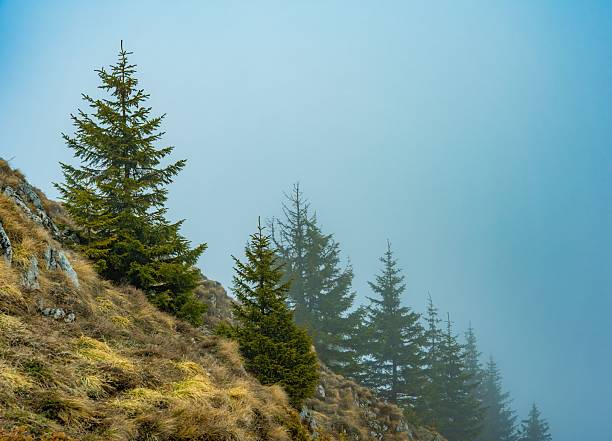 istock Misty Mountain Landscape with Evergreens 2208098977
