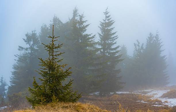 A serene winter landscape featuring evergreen trees shrouded in mist, with patches of snow on the ground.