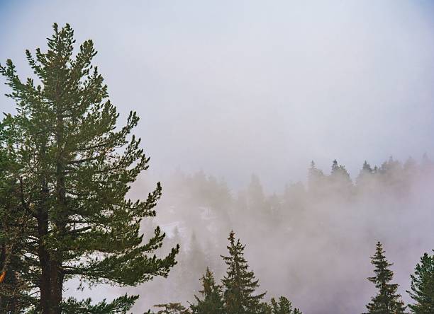 Misty forest landscape with tall evergreen trees enveloped in fog, creating a serene and mysterious atmosphere.