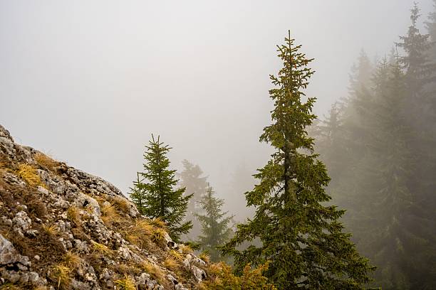 Misty mountain landscape with evergreen trees and rocky terrain creating a serene natural scene.