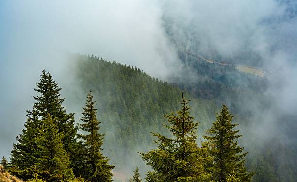 istock Misty mountain landscape with evergreen trees. 2208099037