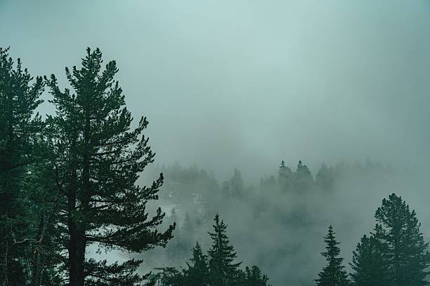 Foggy forest landscape with tall evergreen trees enveloped in mist, creating a serene and mysterious atmosphere.