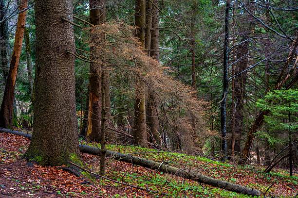 A serene forest scene with tall trees and a carpet of fallen leaves, creating a tranquil natural atmosphere.