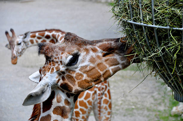 Head of giraffe against out of focus green tree leaf background