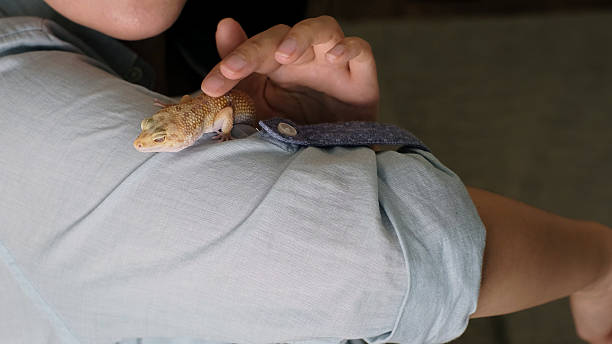 A woman carefully cradles a gecko while smiling, showcasing its vibrant textures. The image connects with themes of companionship, trust, and responsible exotic pet care.