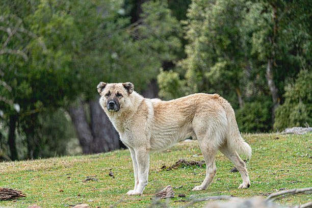 istock the beautiful shephard dog 2208102759