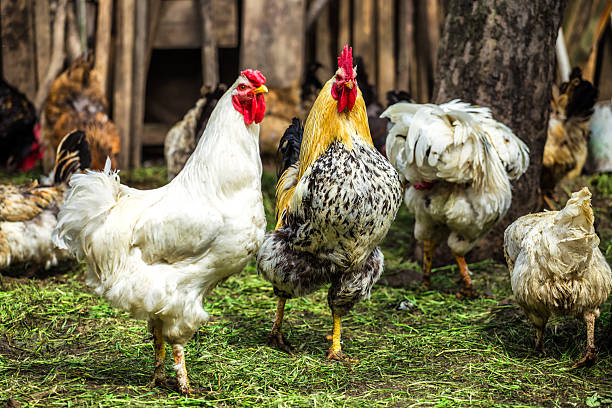istock A colourful rooster with his chicken herd.Rooster and Chickens.Free range chicken on a traditional poultry farm.Breeding and keeping chickens in the countryside in the open air. 2208103637