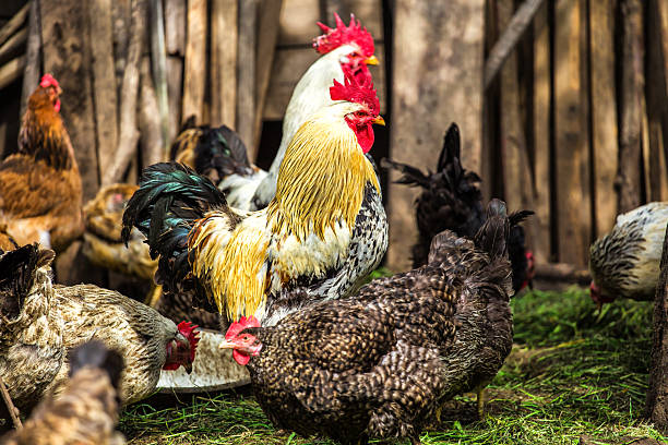 istock A colourful rooster with his chicken herd.Rooster and Chickens.Free range chicken on a traditional poultry farm.Breeding and keeping chickens in the countryside in the open air. 2208103638
