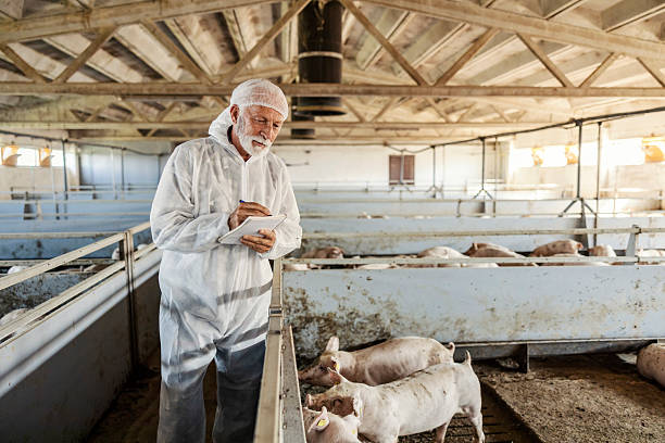 istock An old farmer in uniform writing in textbook and checking on pigs in pen. 2208106546