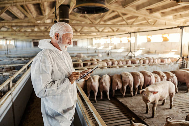 istock Side view of senior veterinarian using tablet at pig farm. 2208107007