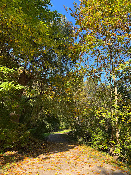 istock A Serene Autumn Pathway That is Surrounded by Beautiful and Colorful Foliage All Around 2208107640