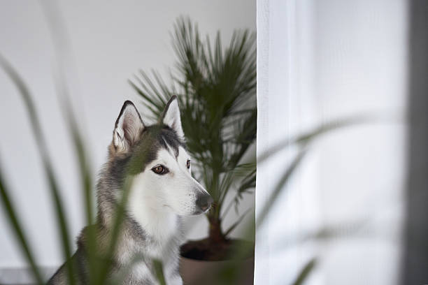istock Husky peeking through indoor plants 2208108716