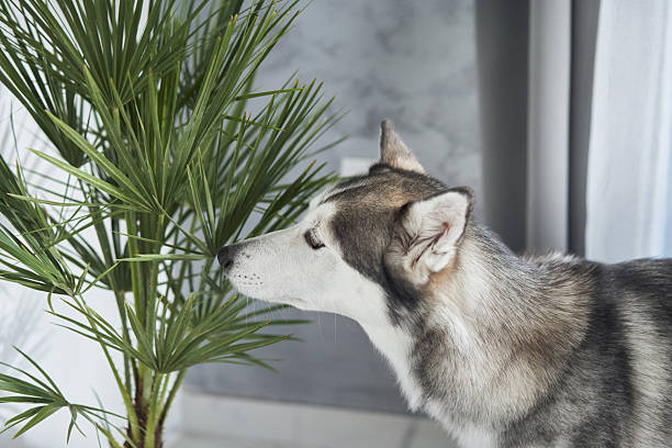 istock Husky exploring plant indoors near window 2208108729