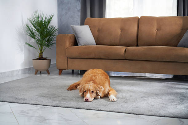 istock Nova Scotia retriever lying in living room 2208108732