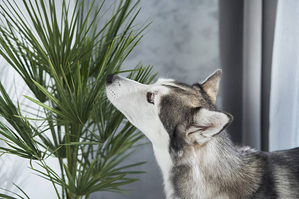 istock Husky sniffing plant by curtain indoors 2208108733