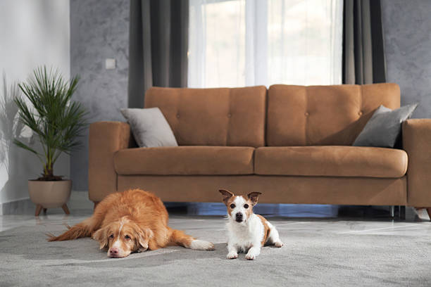 istock Jack Russell stands while retriever lies down 2208108739