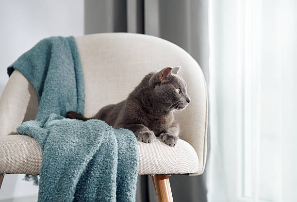 istock Gray cat on cozy chair with blanket 2208108746