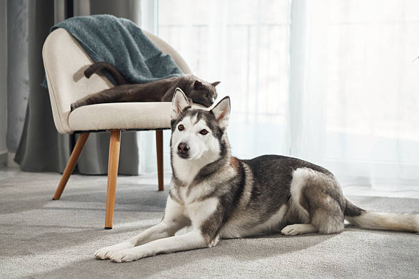 istock Cat sitting on chair above husky dog 2208108758