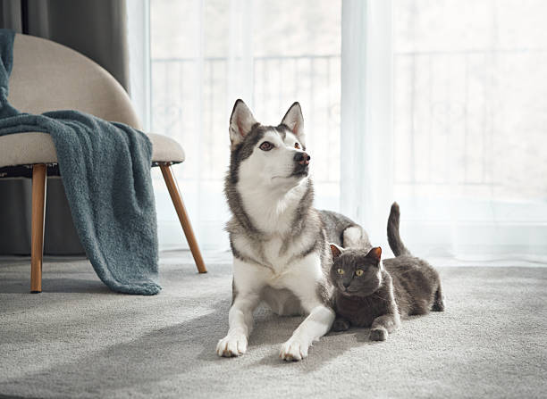 Husky and kitten on rug
