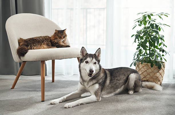 istock Cat and husky on armchair 2208108786