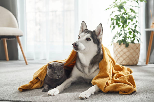 istock Husky chewing on toy blanket 2208108787