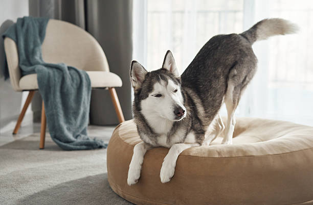 istock Husky stretching on a dog bed 2208108799