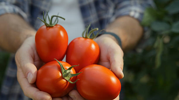 Fresh Roma Tomatoes Held In Farmer's Hands Under Natural Greenhouse Light