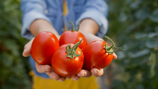 Farmer Holding Fresh Ripe Red Tomatoes in Greenhouse Under Soft Natural Light