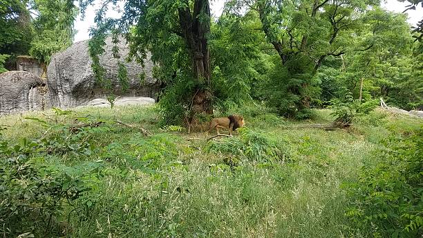 istock Lion at Seattle Zoo 2208111597