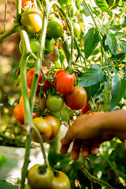 istock Smart farming techniques hydroponic salad vegetables business farm technology ensuring fresh sustainable produce farmer hand pick non gmo tomato red yellow green agriculture promotes support living 2208112027