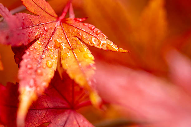 istock Red Japanese Maple Fall Foliage with Raindrops 2208124353