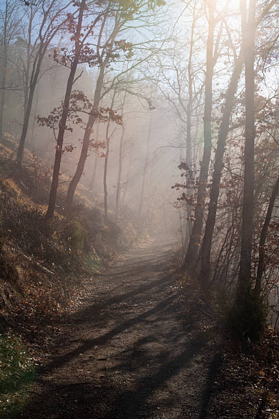 istock Misty Fall Woodland Trail 2208124433