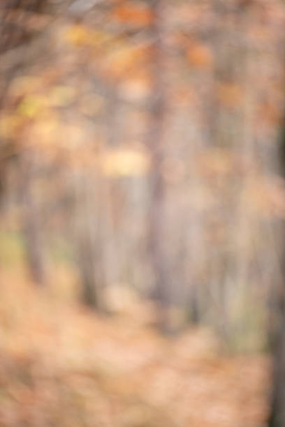 istock Abstract Defocused Woodland Nature Background 2208124538