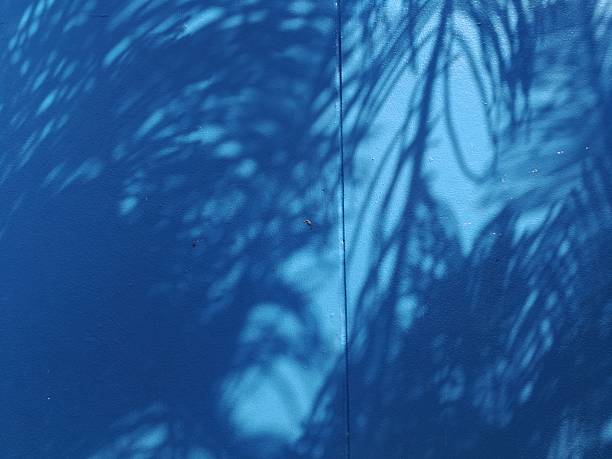 istock The late morning sun casts pine tree shadows on a blue concrete wall, leaving space for your work. 2208125608