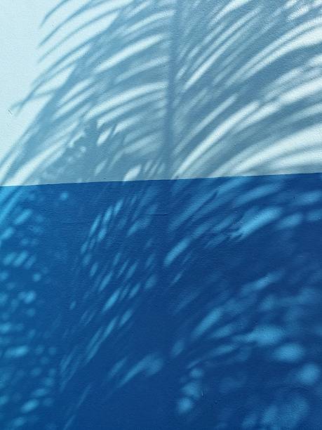istock The late morning sun casts pine tree shadows on a blue concrete wall, leaving space for your work. 2208125643