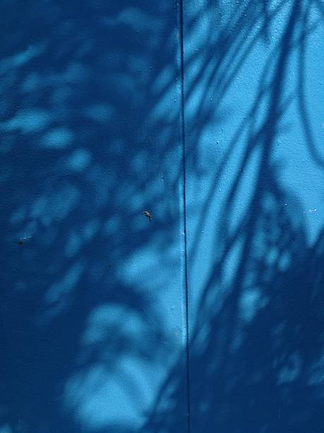 istock The late morning sun casts pine tree shadows on a blue concrete wall, leaving space for your work. 2208125694