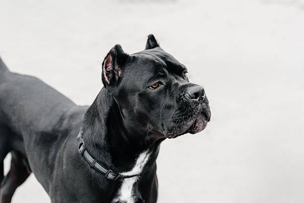 istock black dog sits in city park 2208126470
